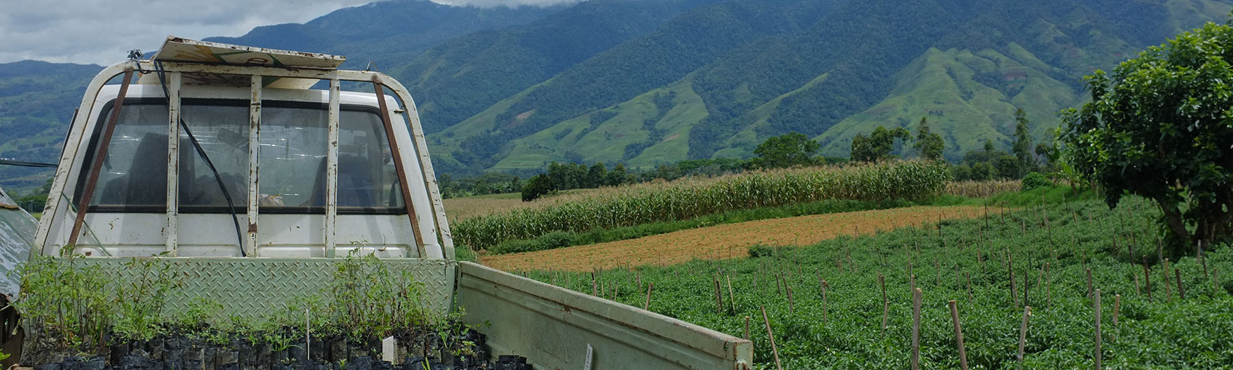 truck with plants in the mountains