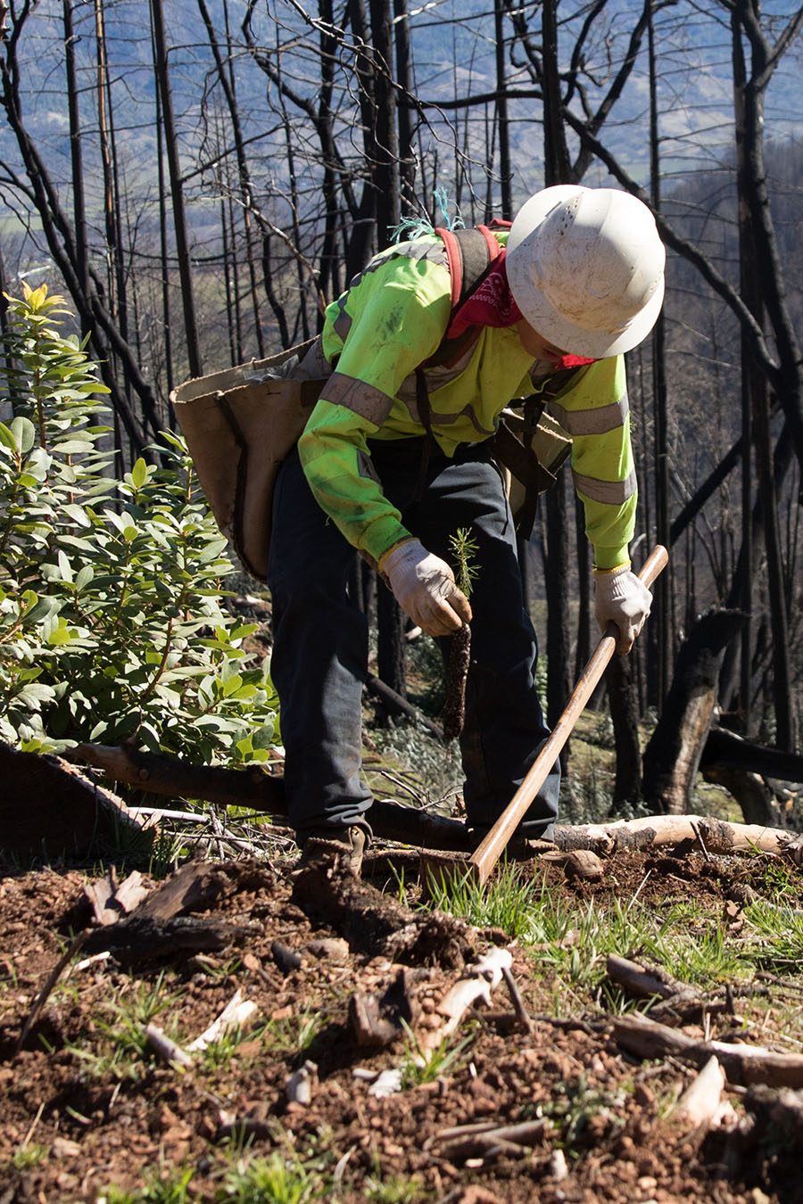 a woman planting a tree in the mountains